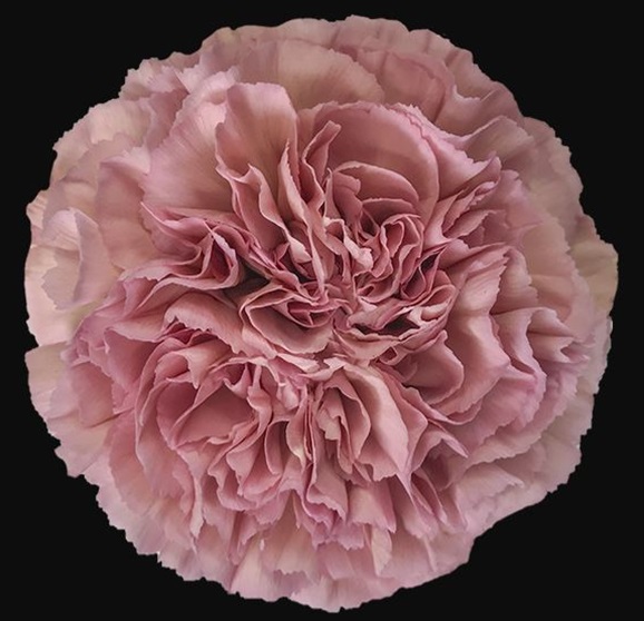 Carnation Lege - Oeillet Standard - Oeillets - Fleurs par catégorie